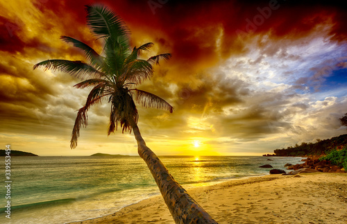 Fototapeta Naklejka Na Ścianę i Meble -  Sunset over a palm tree in Seychelles