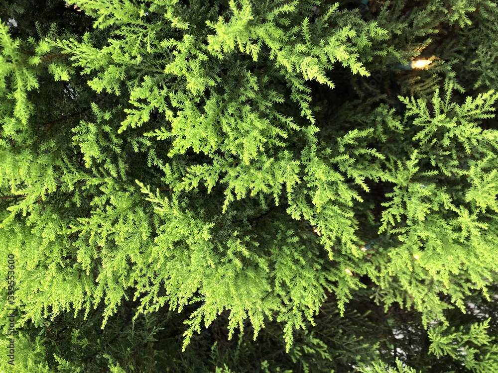 green moss background green moss background