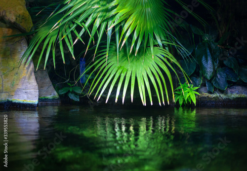 green vegetation reflection in the rainforest water © russieseo