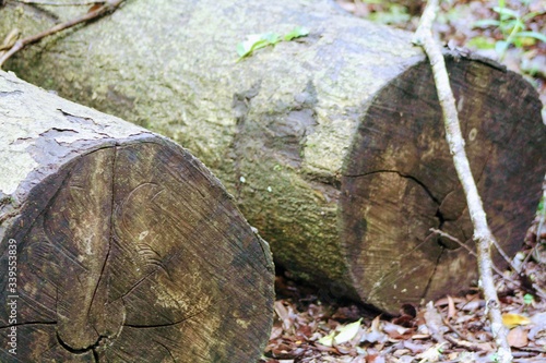 logs in the forest