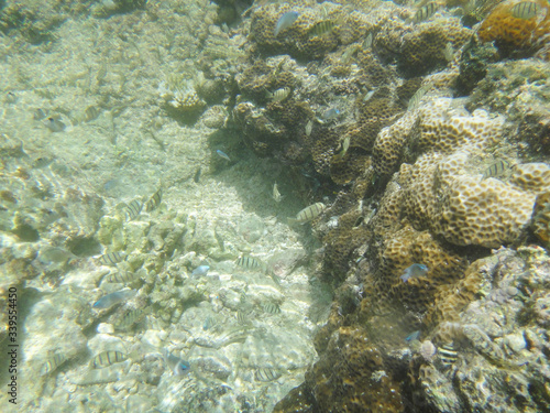 Fototapeta Naklejka Na Ścianę i Meble -  シンリ浜の透明な水の中の魚
clear water, fish of Kume island