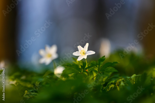 White flowers with the blurred background of trees and blue sky. In oak forest the beautiful anemone nemorosa is blooming. Floral seasonal wallpaper. photo