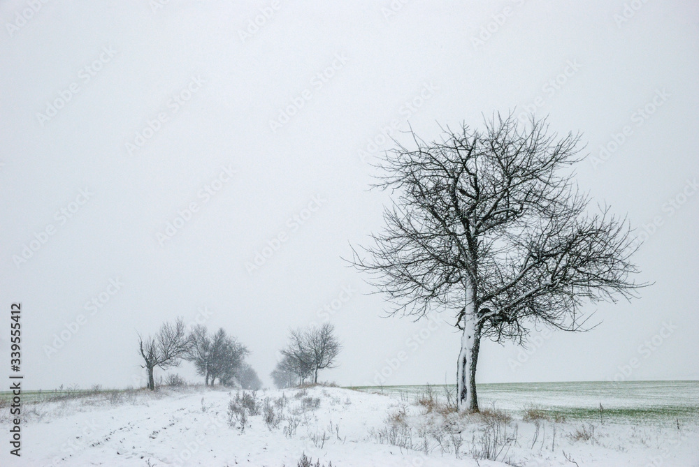 Snowy road in the countryside in the middle of a field with trees Snowy road in the countryside in the middle of a field with trees