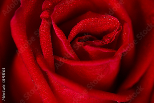 Beautiful red rose close up