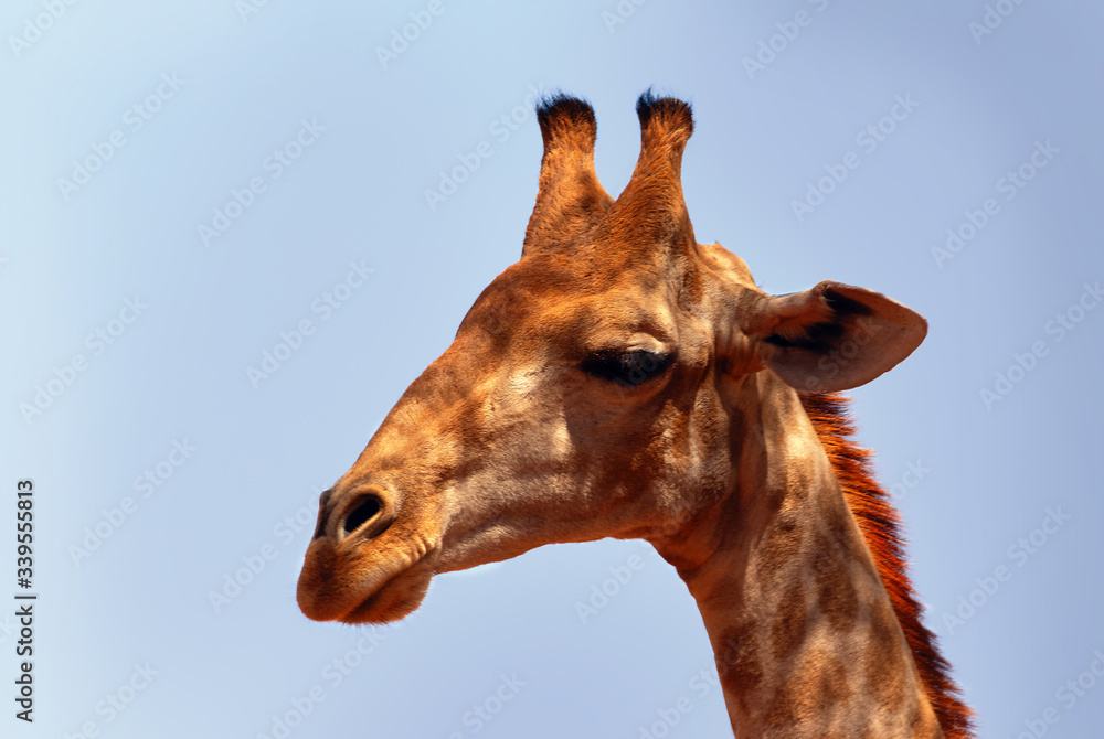 Naklejka premium Wild african life. A large common South African giraffe on the summer blue sky.