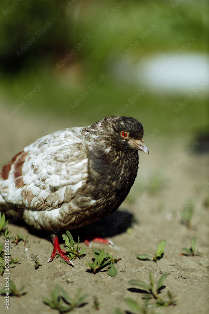 Obraz premium culver