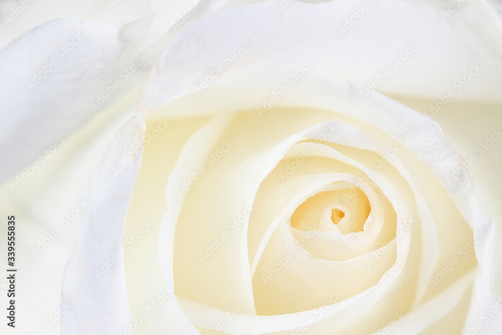 Naklejka premium Beautiful white rose close up