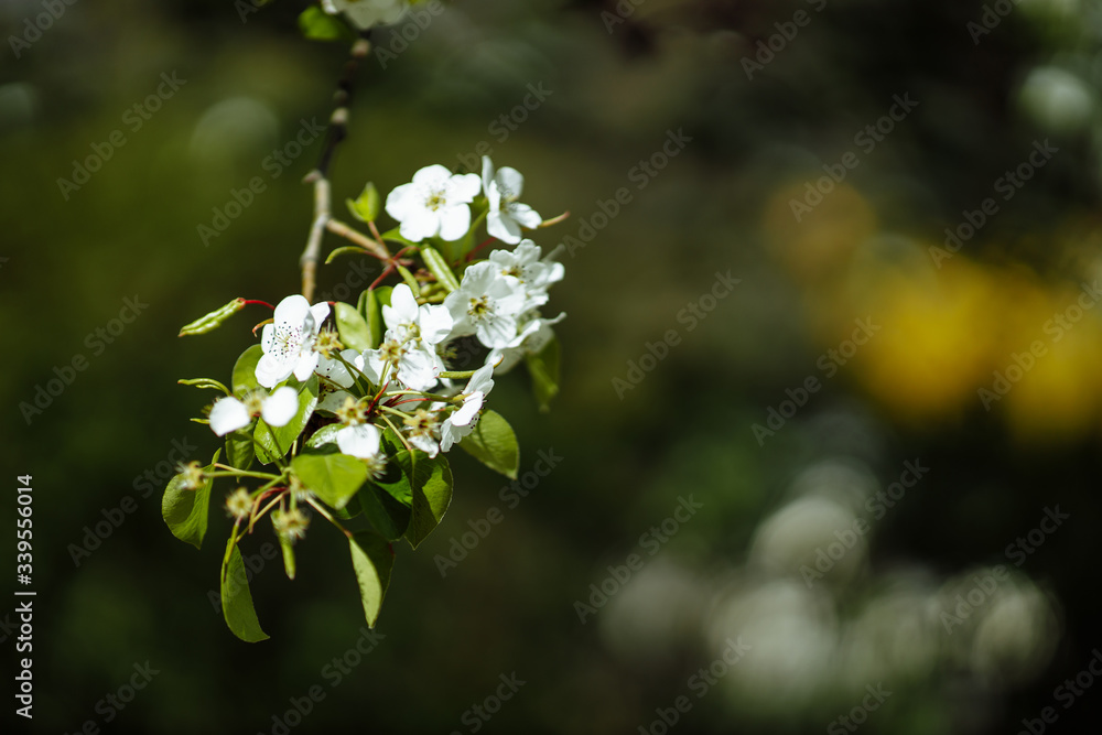 bright flowering tree bright flowering tree
