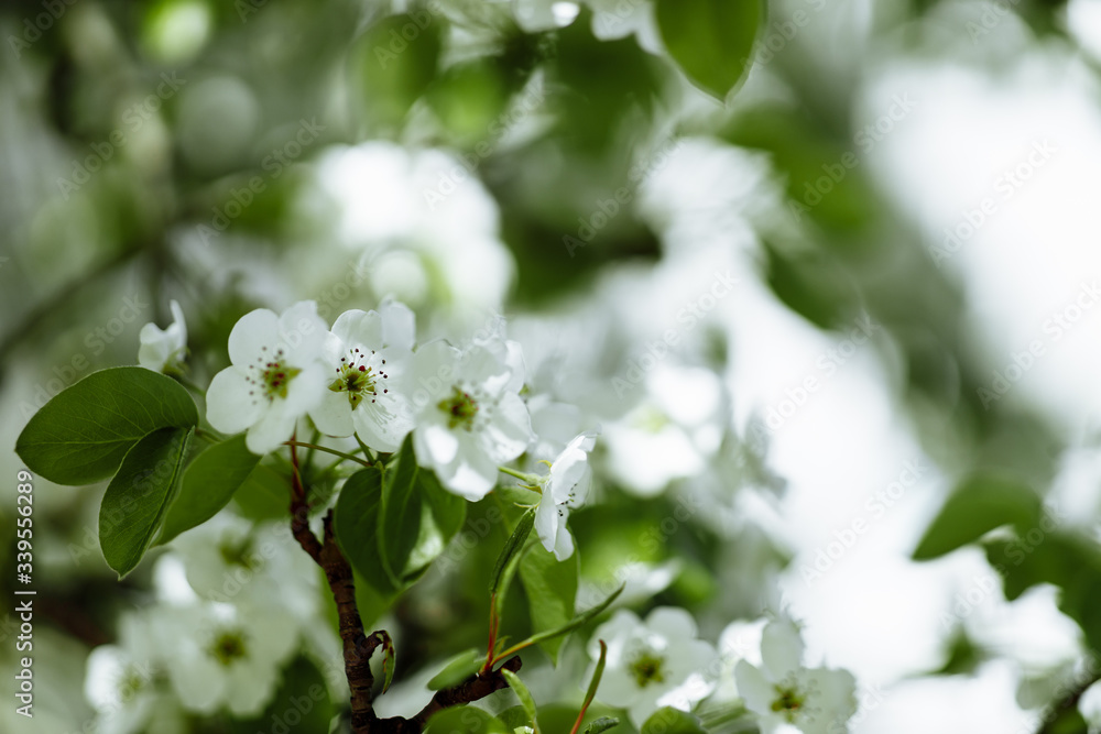 bright flowering tree bright flowering tree