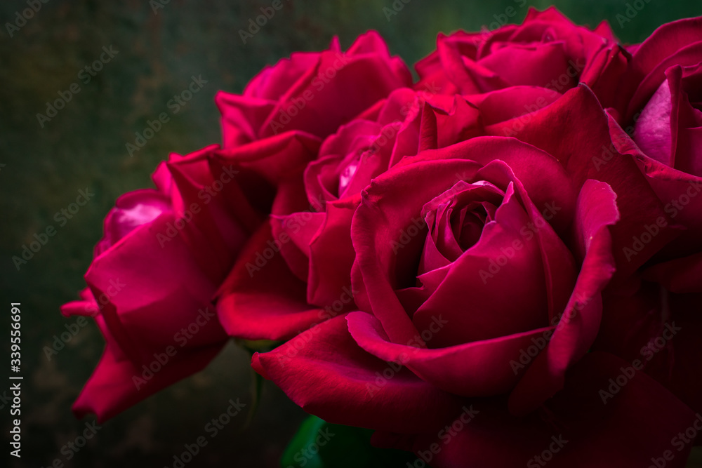 Buds of red roses on a dark green background