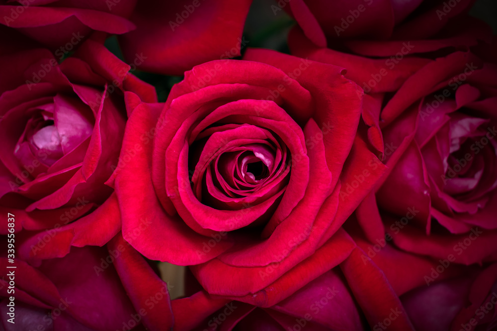 Top view of red rose buds Top view of red rose buds