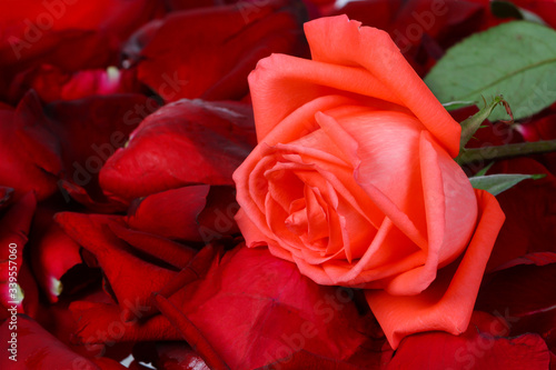 Rose  isolated on white background