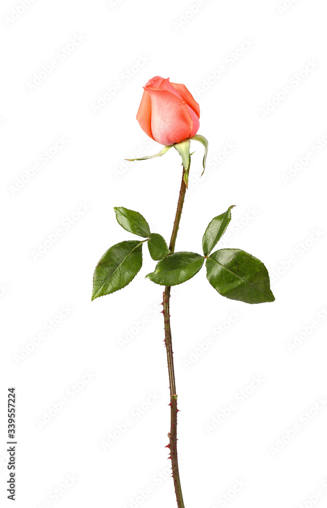 Rose, isolated on white background