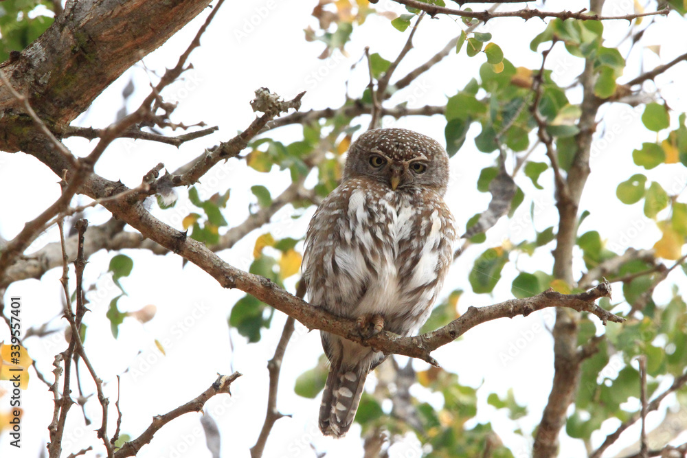 Perched on a high branch, an African barred owlet observes the photographer (South Africa) Perched on a high branch, an African barred owlet observes the photographer (South Africa)