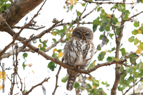 Perched on a high branch, an African barred owlet observes the photographer (South Africa)