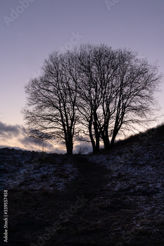 trees with purple sky