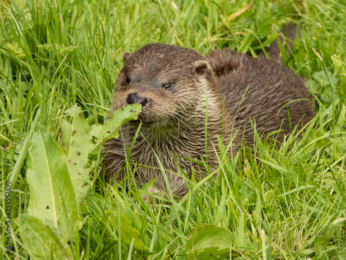 asian otter