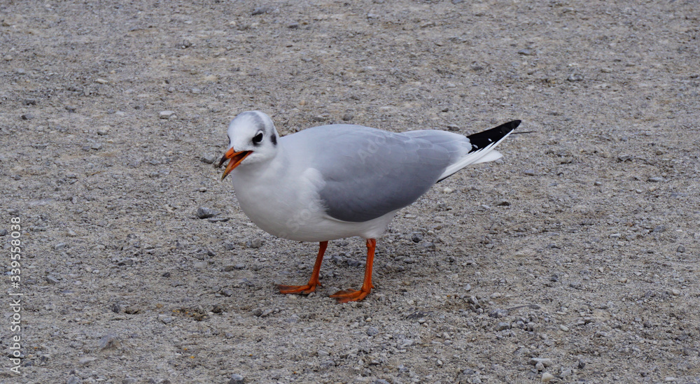 A seagull moving on the ground