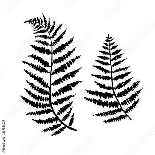 fern leaf vector, ink plant outline, hand drawing, black silhouette illustration.