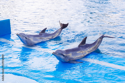 Dolphins performing a show in swimming pool.