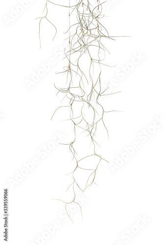 Spanish moss isolate on white photo