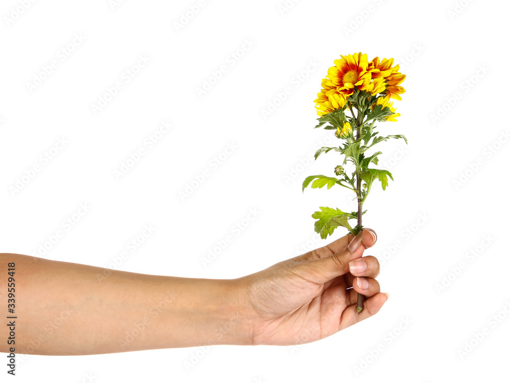 Woman hand holding flowers isolate on white Woman hand holding flowers isolate on white