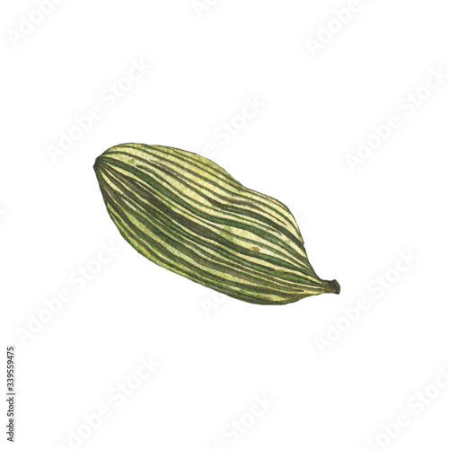 Wallpaper Mural Cardamom spice whole isolated on white background. Watercolor hand drawing illustration for design food, cooking, mulled wine, medicine, aromatherapy. One cardamon flavor. Torontodigital.ca
