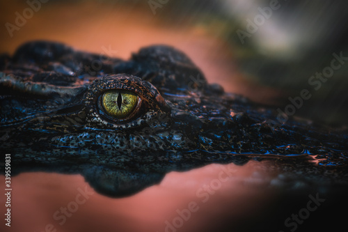 Close up - crocodile or alligator eyes.