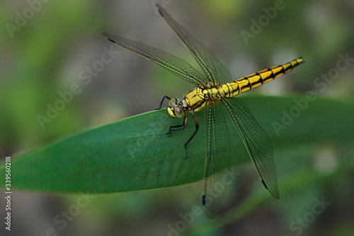 dragonfly sitting on plant
