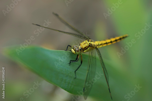 dragonfly sitting on plant © olena