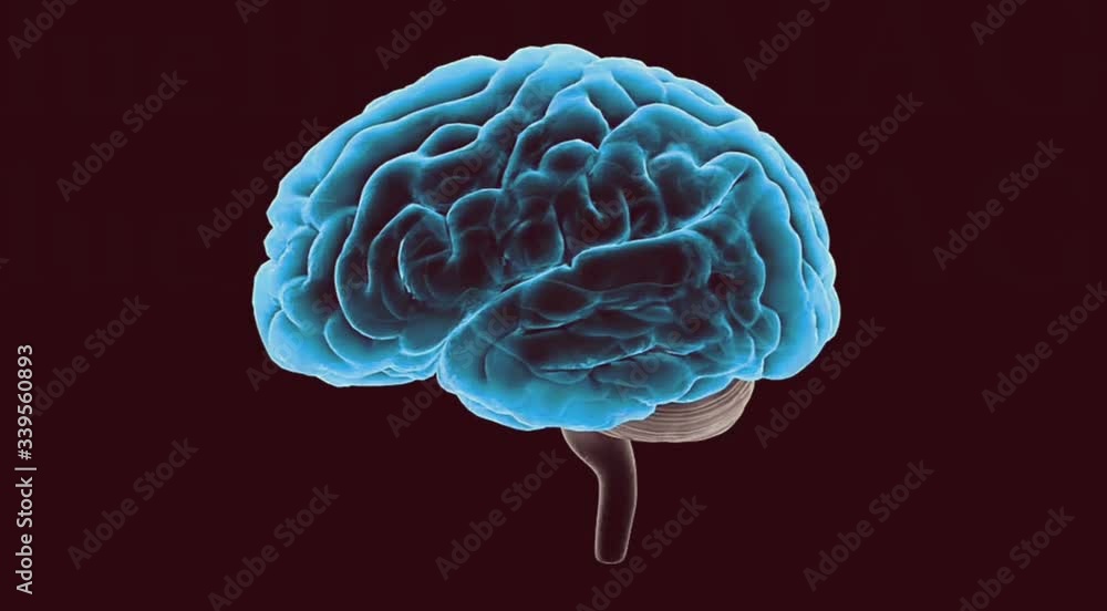 3d rendered illustration of human brain. Rotating human brain structure evolving around. Seamless Brain Head anatomy of human mind. 3d rendered illustration of human brain. Rotating human brain structure evolving around. Seamless Brain Head anatomy of human mind.
