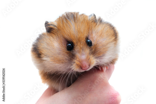 Syrian hamster with full cheeks of food © Vladimir Muravin