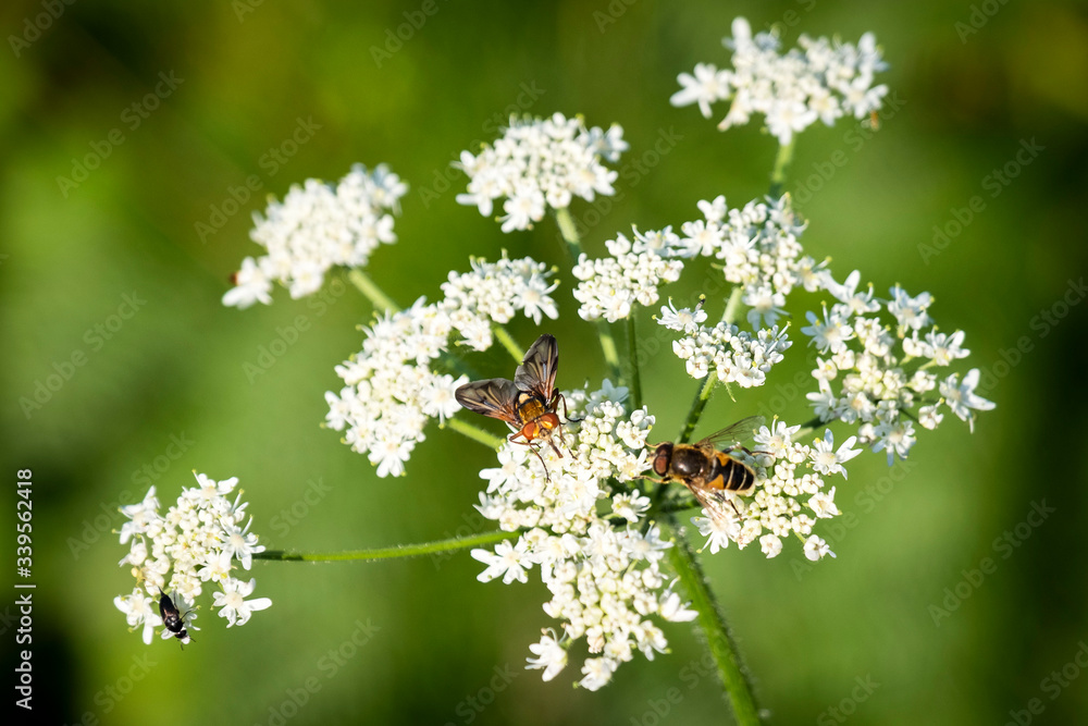Gros plan et effet de lumiere sur la vegetation