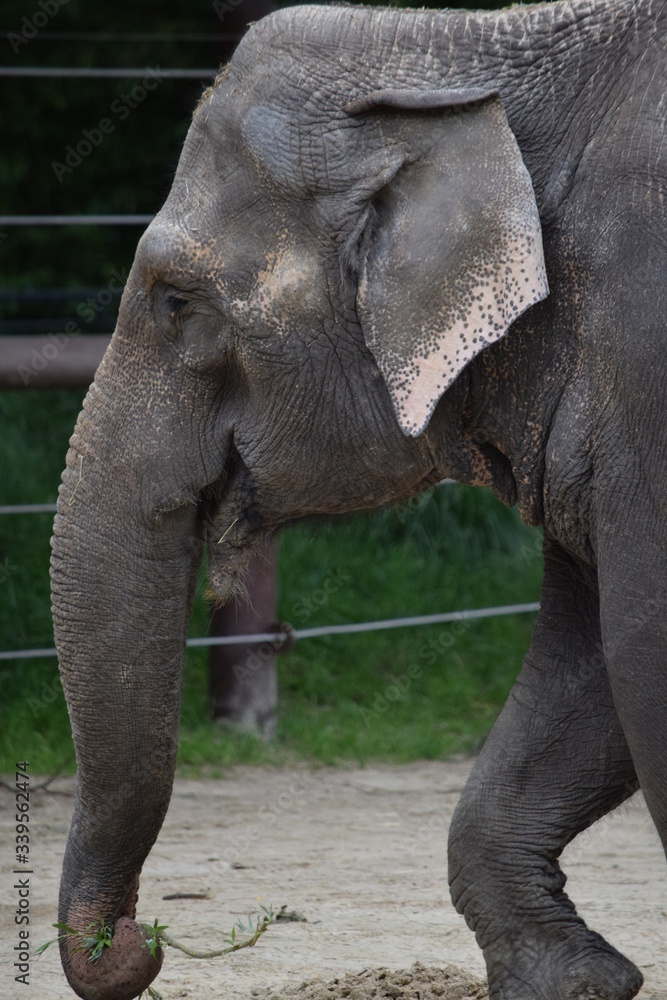 Fototapeta premium Elephant Close Up Profile