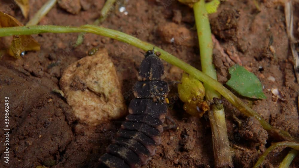 Macro top view: caterpillar crawls on dirt ground abruptly stops at approaching insect Macro top view: caterpillar crawls on dirt ground abruptly stops at approaching insect