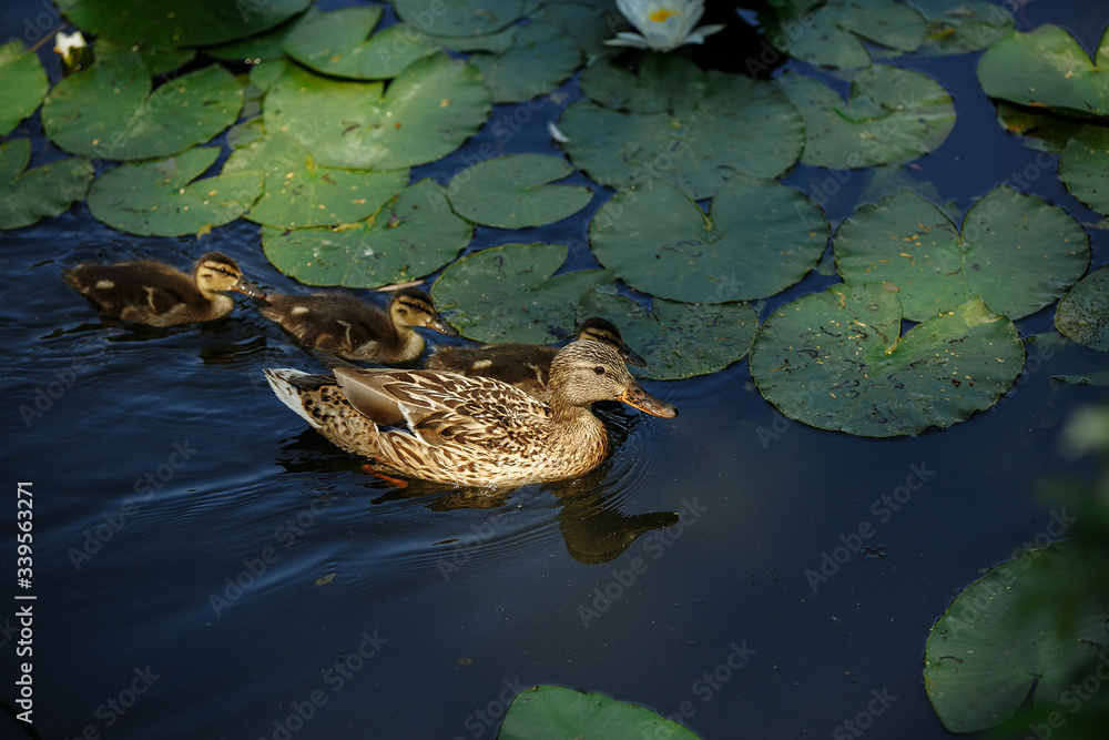Duck with ducklings swims in the lake among lilies Duck with ducklings swims in the lake among lilies