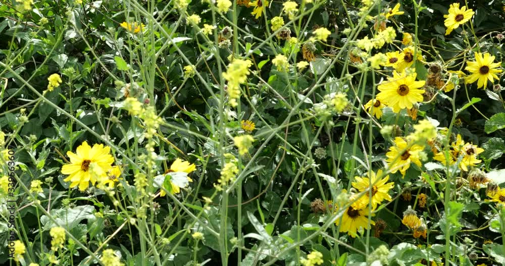 Beautiful yellow daisies blowing in a gentle breeze Beautiful yellow daisies blowing in a gentle breeze