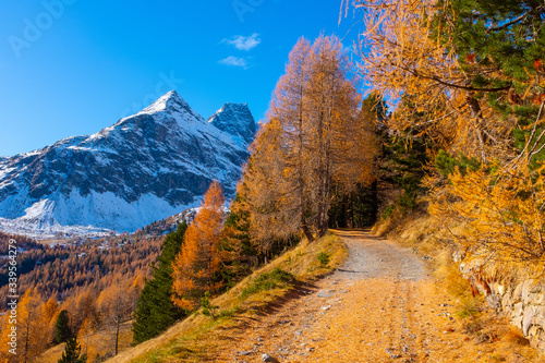 panorama of road in the mountains with red larch trees in the autumn season in the Italian Alps
