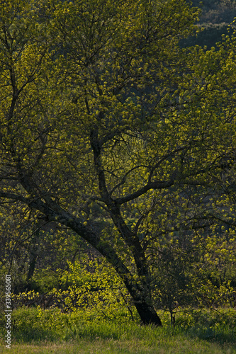 Arbre aux branchages étendus avec jeunes feuilles vertes et jaunes de printemps, forêt Cévennes France.