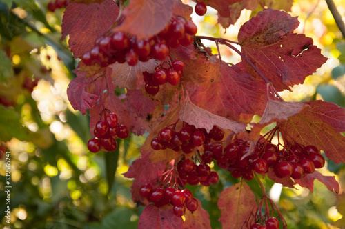 Ripe and vitamin-rich red kalina berries on autumn and sunny day