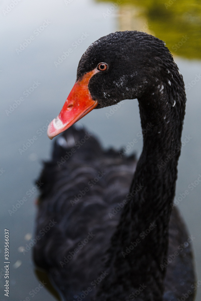 Obraz premium Black swan close up portrait