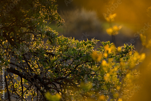 Branche d'arbre aux jeunes feuilles de printemps dans la lumière d'un matin d'avril.