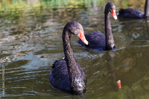 Bunch of black swans chilling on lake
