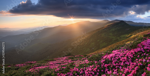 Spring scenery. Beautiful sunset and high mountain. Panoramic view in lawn are covered by pink rhododendron flowers. Location Carpathian, Ukraine, Europe. Concept of nature revival. © Vitalii_Mamchuk