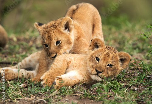 Lion cubs playing in the grasses  Masai Mara