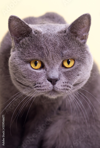 gray british cat on a light background, look at the camera, close-up, meme