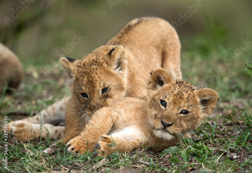 Lion cubs playing  Masai Mara