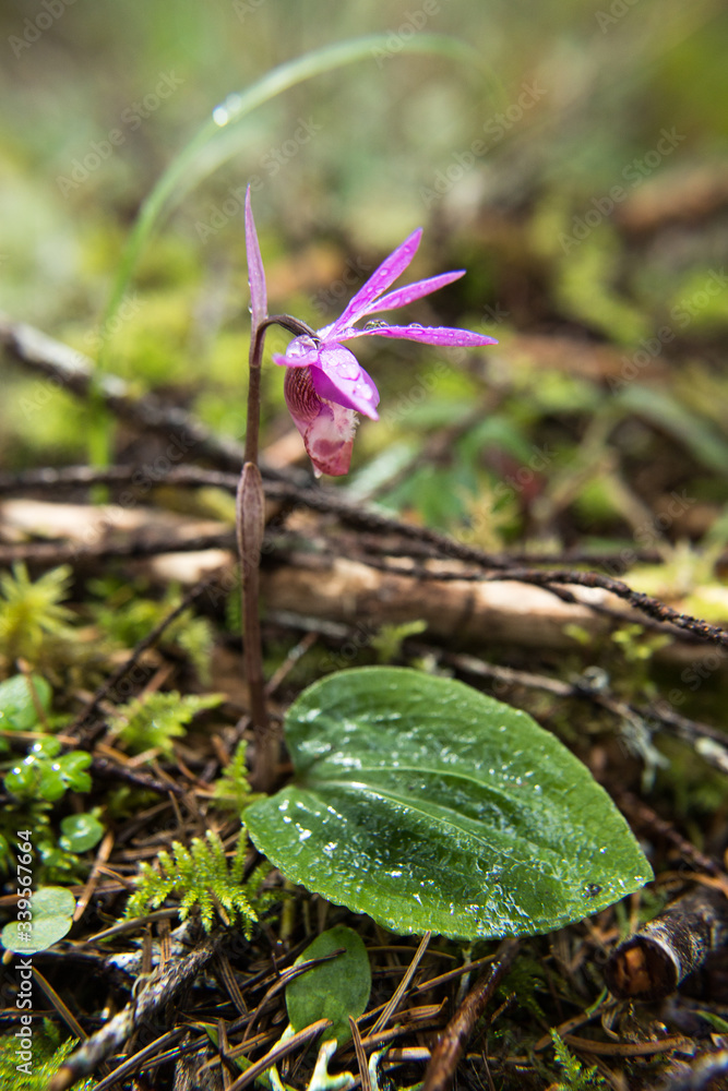 Calypso Bulbosa, Fairy Slipper, Calypso orchid, Angel Slipper Calypso Bulbosa, Fairy Slipper, Calypso orchid, Angel Slipper