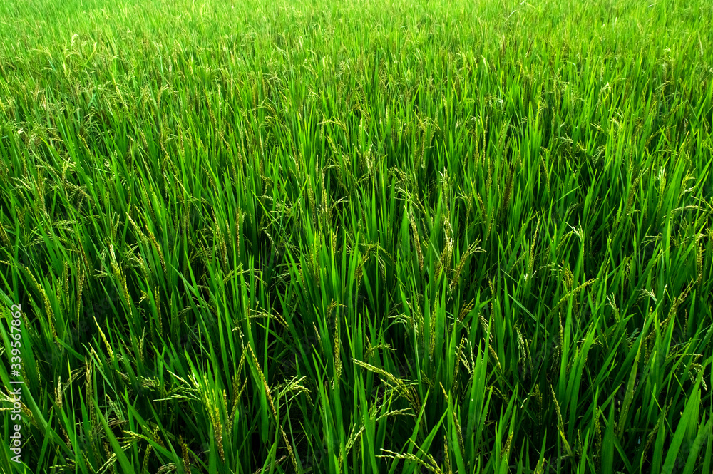 Rice and beauty of natural sunlight. During sunset Rice and beauty of natural sunlight. During sunset