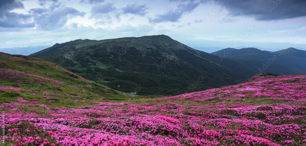 Panoramic view in lawn with pink rhododendron flowers, beautiful sky with clouds in spring time. Mountains landscapes. Location Carpathian, Ukraine, Europe. Colorful background. Panoramic view in lawn with pink rhododendron flowers, beautiful sky with clouds in spring time. Mountains landscapes. Location Carpathian, Ukraine, Europe. Colorful background.